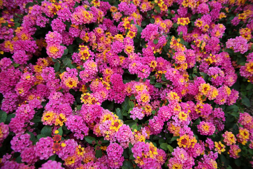 Pink Lantana Flowers. Beautiful Pink Lantana Flowers with hints of Yellow, Green, Gold, Purple, Brown and White.