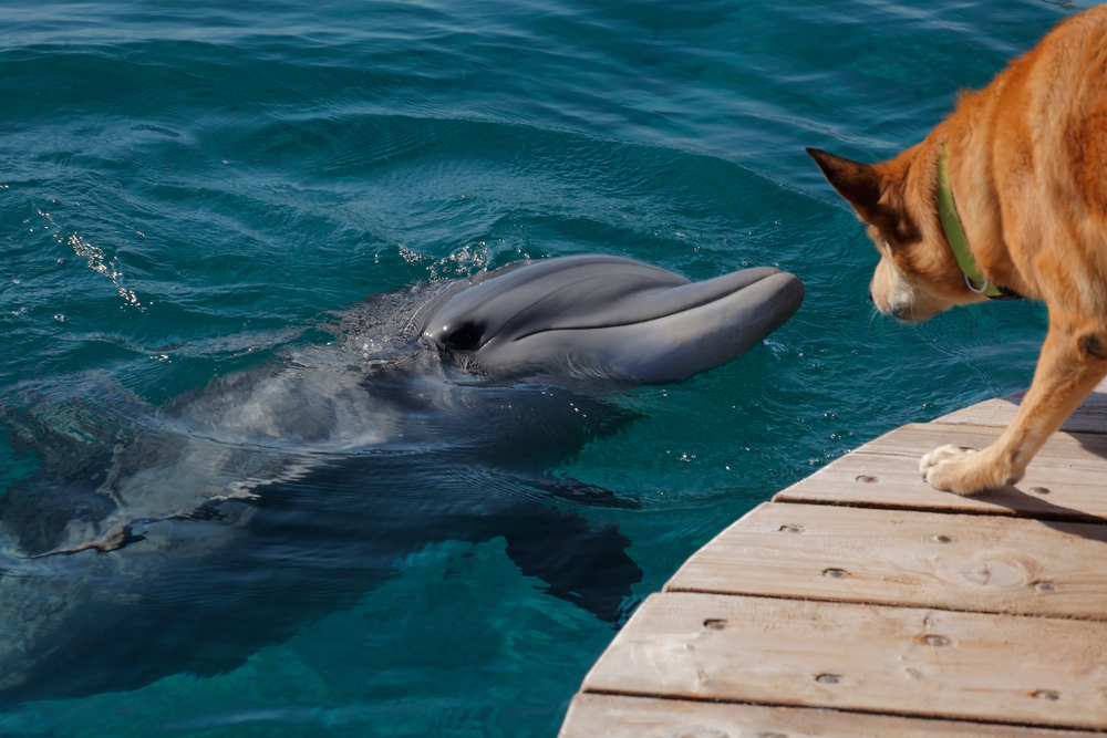 dolphin and dog