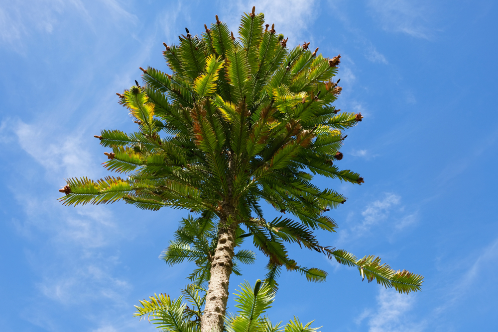 wollemia pine knownly as the living fossil
