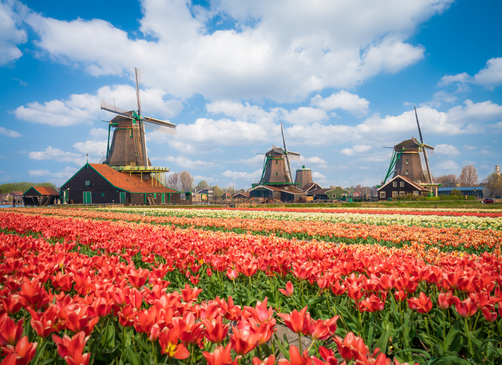 Landscape with tulips, traditional dutch windmills and houses near the canal in Zaanse Schans, Netherlands, Europe
