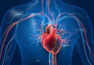 New Noninvasive May Help Treat Dangerous Heart Rhythm Disorder: New Study illustration of human heart showing veins and arteries indicating blood flow to and from the heart