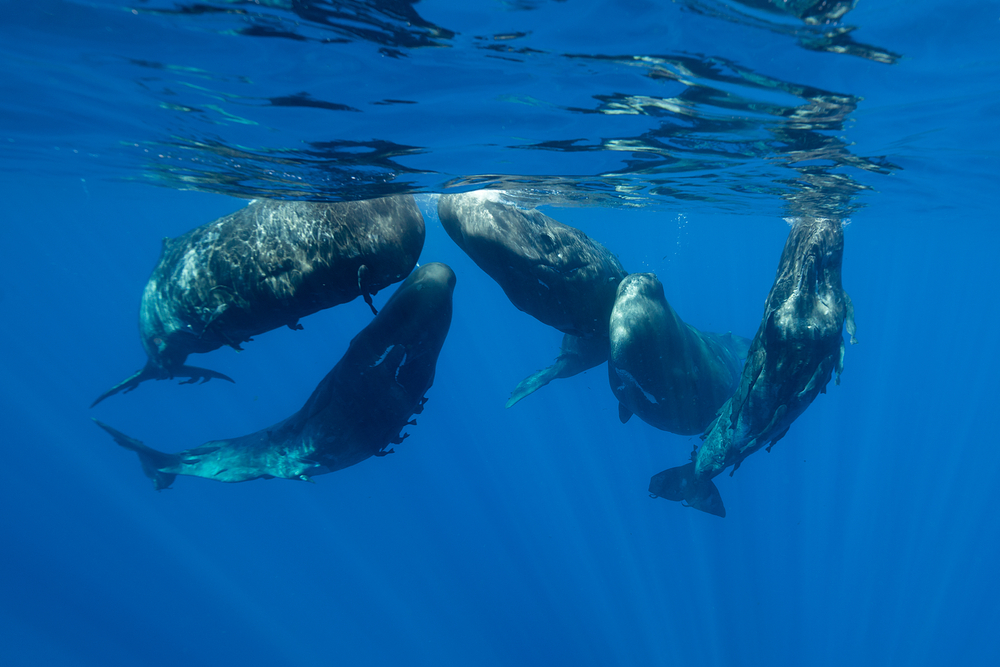 Sperm whales in a social gathering, Indian Ocean, Mauritius.
