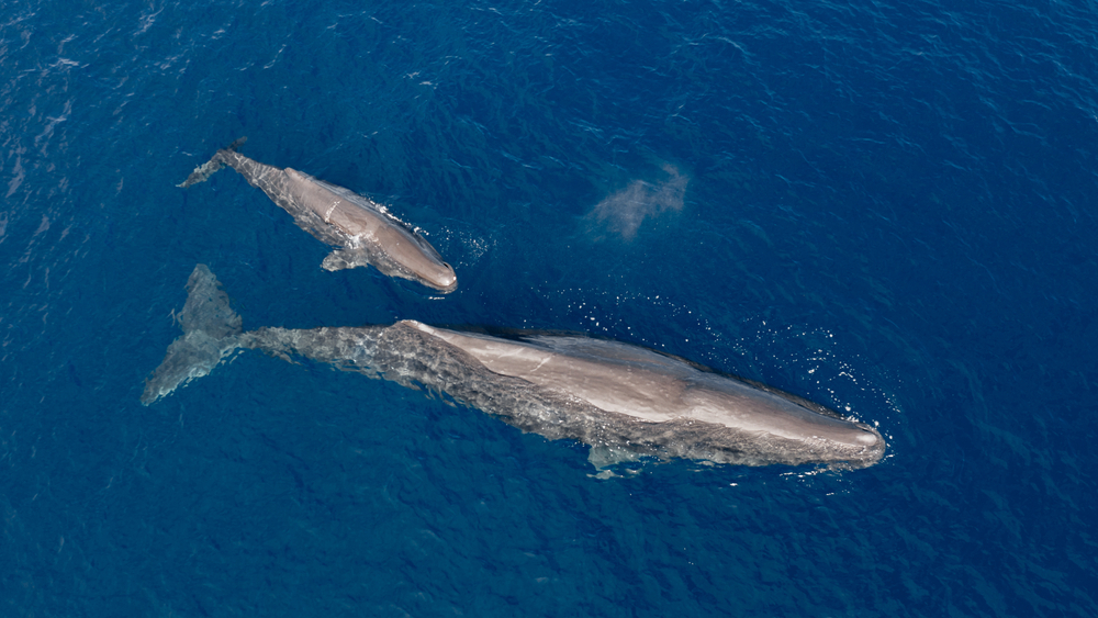 Spermwhale and calf migrating in open seas captured by drone