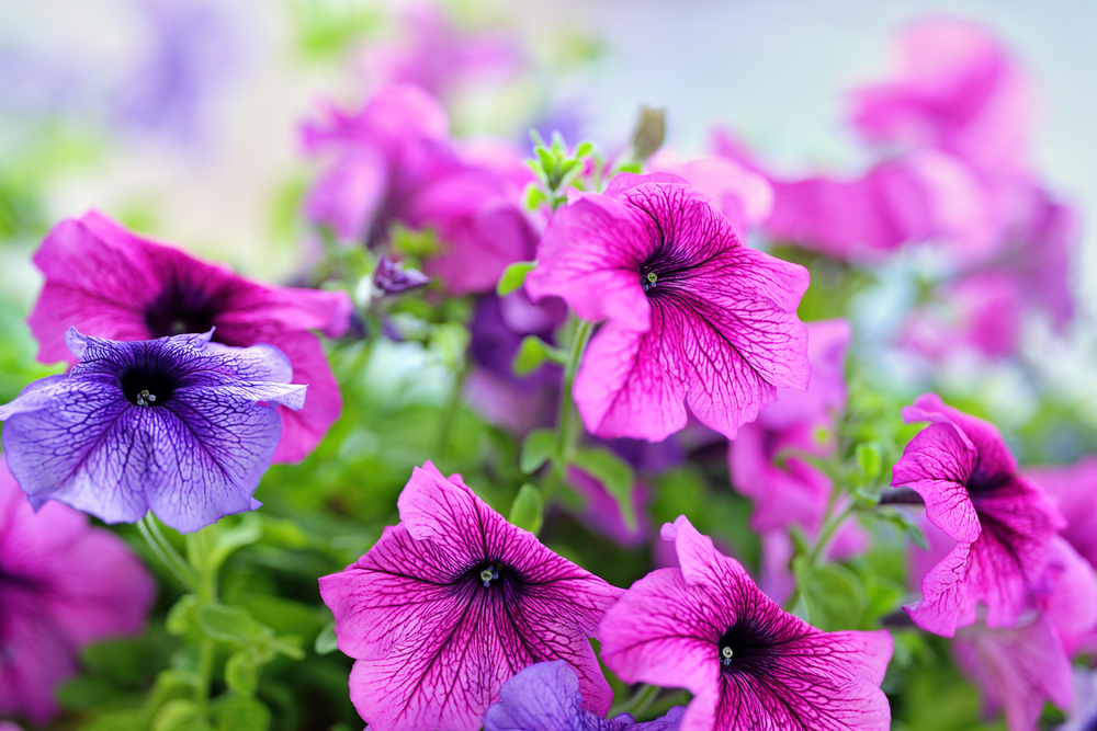 Basket of vibrant pink, purple and violet surfinia flowers or petunia in bloom hanging in summer. Background of group blooming petunia surfinia. Colorful decorative flowers on the balcony.