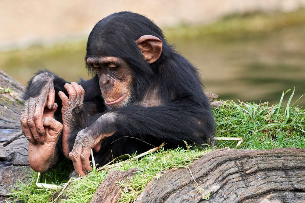beautiful portrait of a small chimpanzee looking at the ground sitting on a log and scratching his foot in a zoo in valencia spain
