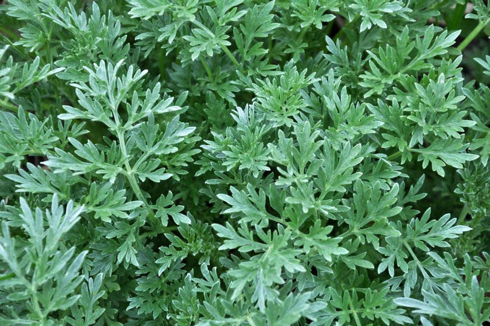 Bitter wormwood (Artemisia absinthium) bush grows in the wild