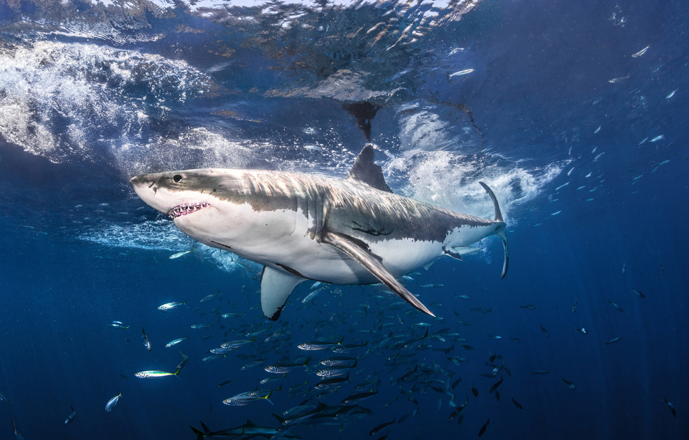 a white shark and a school of fish