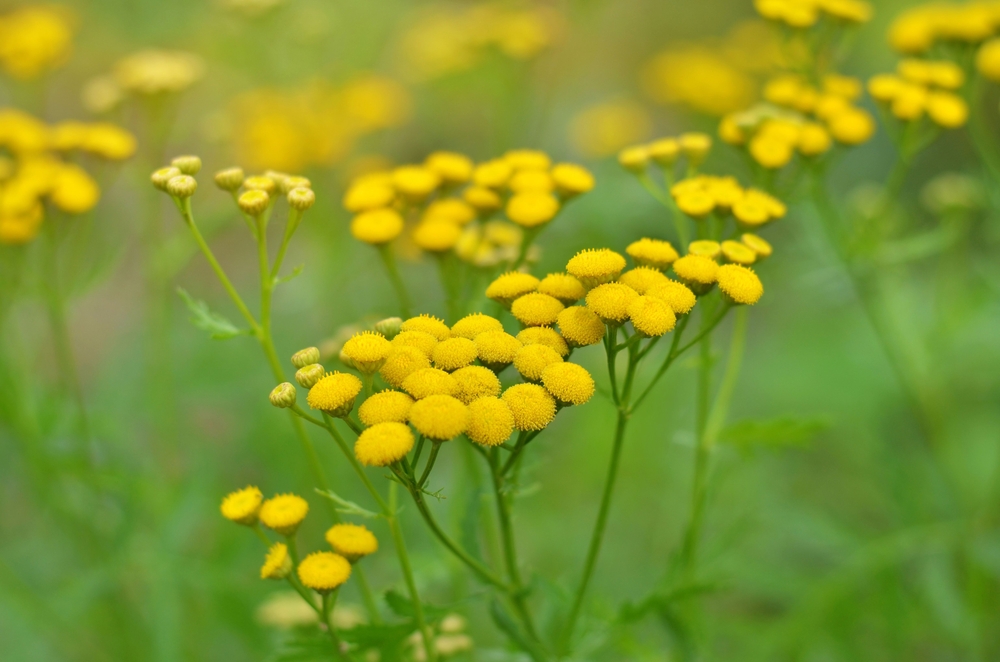 Tansy is a perennial herbaceous flowering plant used in folk medicine.
