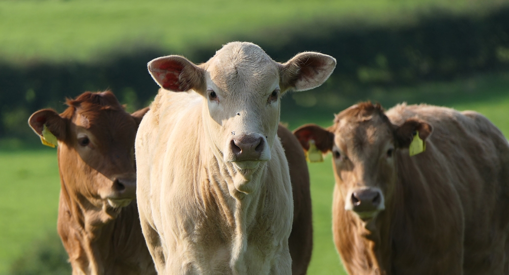 Cattle Cows and Calves eating grass in a field at a farm in UK