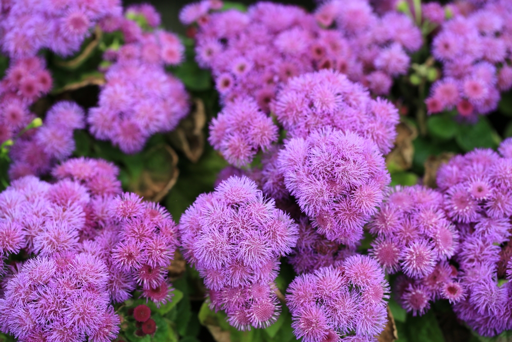Blooming floss flowers in sunny June