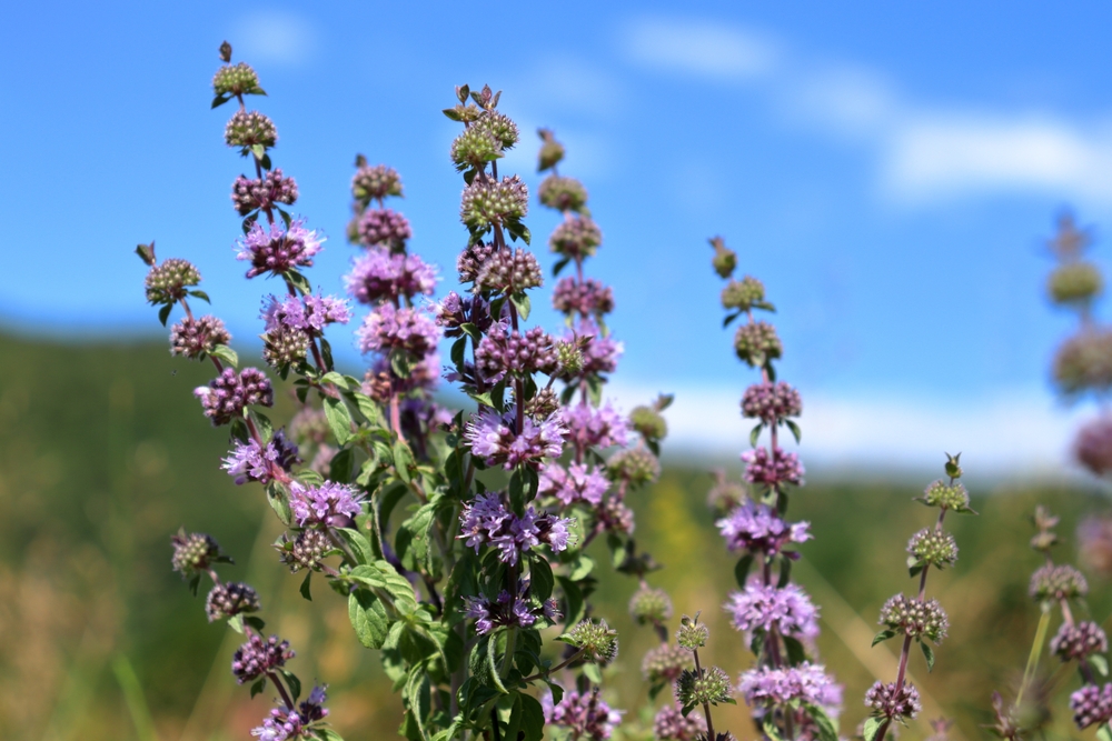 Pennyroyal (Mentha pulegium) in bloom closeup. Wild flowering plant from the mint family, used in traditional herbal medicine.
