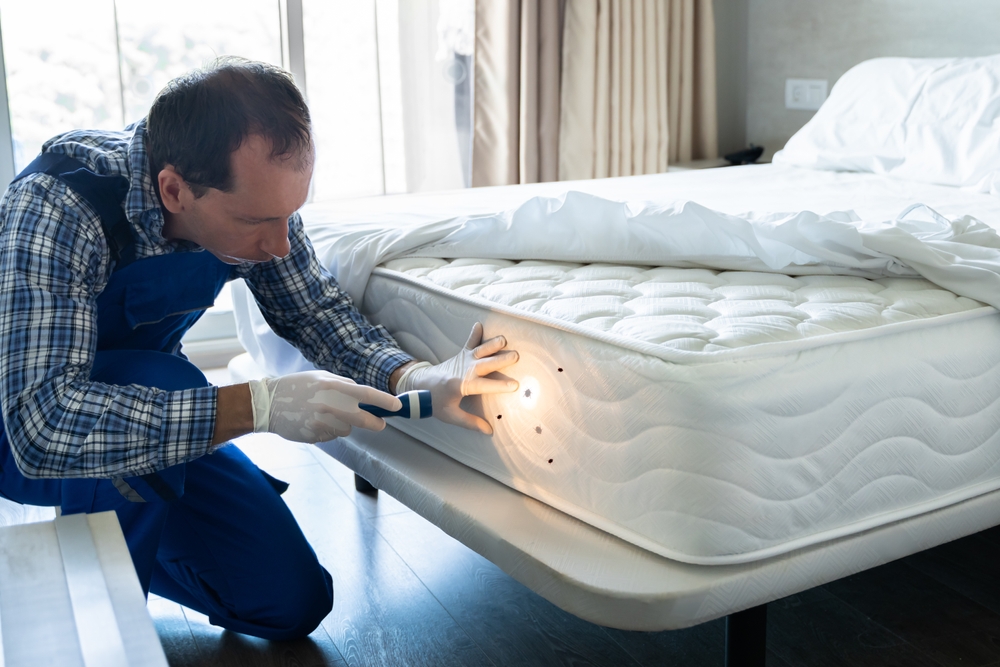Bed Bug Infestation And Treatment Service. Bugs Extermination