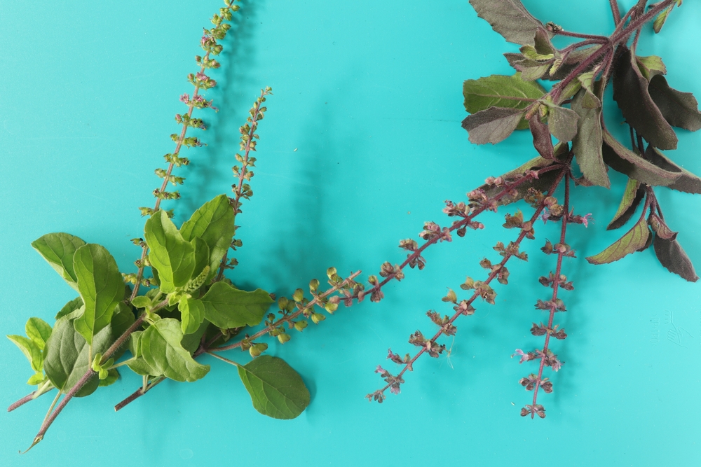 Closeup of Rama Tulsi and Krishna Tulsi leaves.