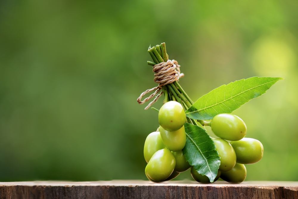 Neem or azadirachta indica leaves and fruits on nature background.