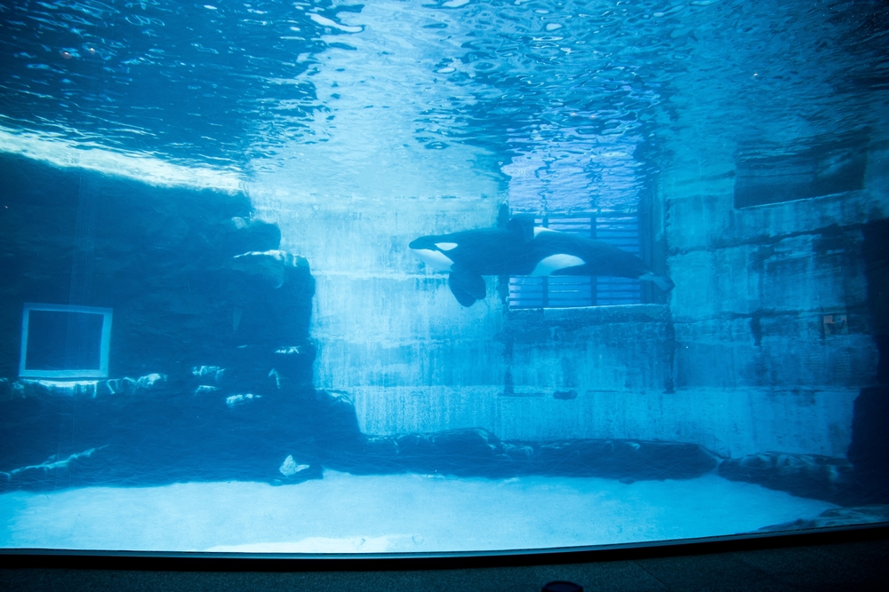 Watching an orca or killer whale whale at the aquarium.