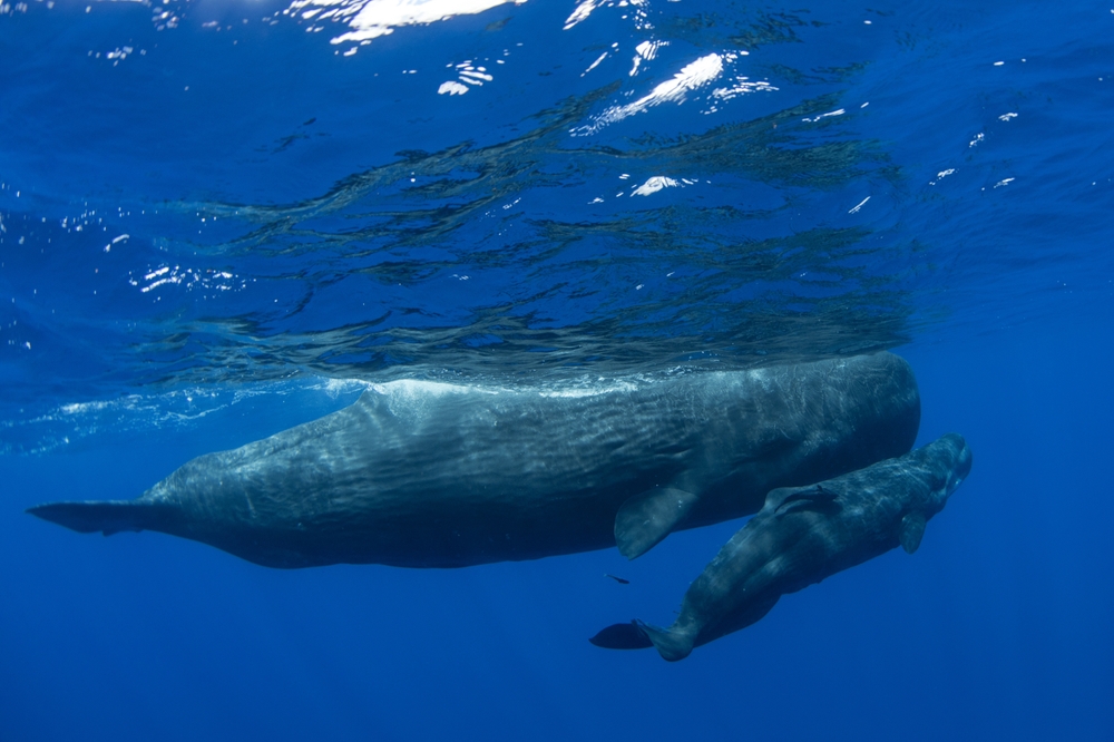 A newborn baby sperm whale swims surrounded by his family