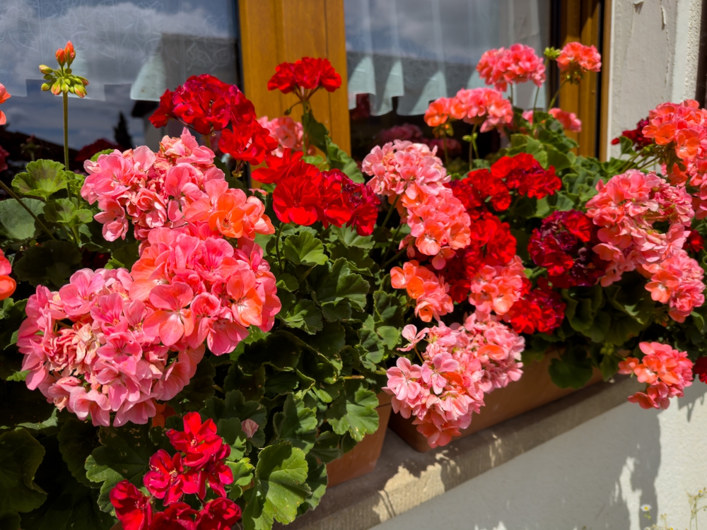 Natural Geranium red flowers near window, Germany. Hanging pink rose geranium bloom, rustic style.