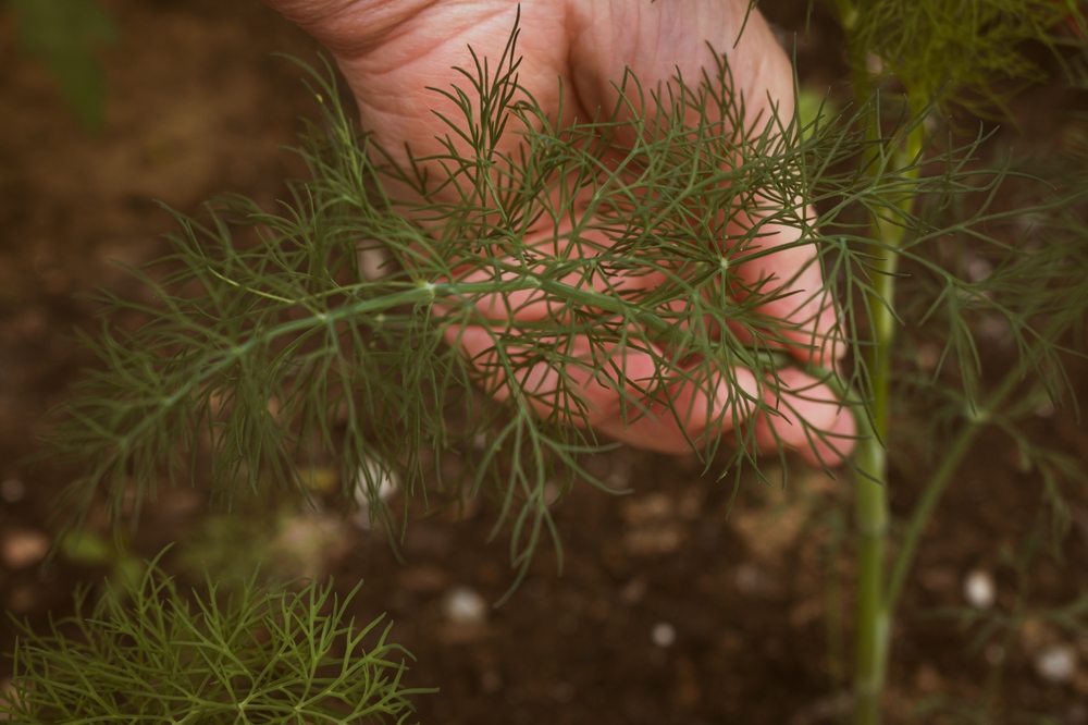 Female hand picking fragnant dill, organic concept