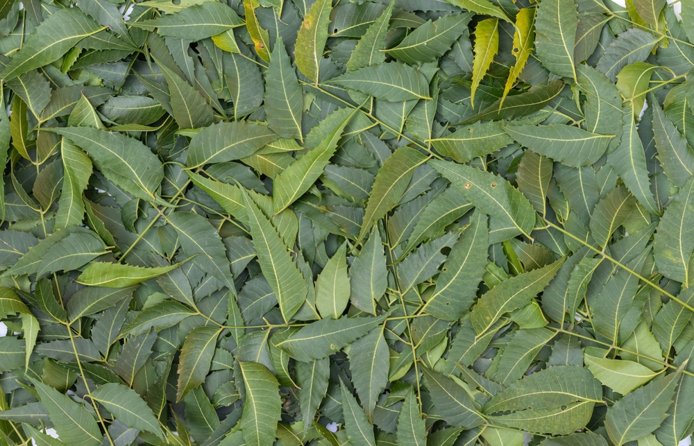 Top View of Azadirachta Indica Leaves or Neem Leaves Background, Ayurvedic Medicinal Herb