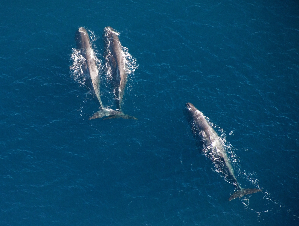 Bull sperm whales photographed from a plane