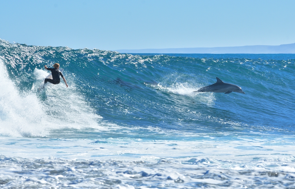 surfer and jumping dolphin surf a wave together in the Indian Ocean off beautiful coast of Kalbarri, Western Australia