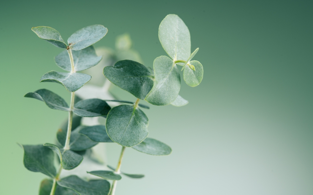 Eucalyptus plant leaves. Fresh Eucalyptus close up, on light green background, scented, essential oil. Aromatherapy