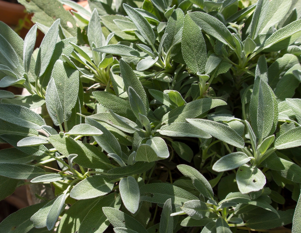 Felted Salvia officinalis herb(sage, garden sage,common sage) is a perennial, evergreen subshrub with grey foliage and woody stems ,used in pot pourris, seasonings, medicinal and cosmetic products .