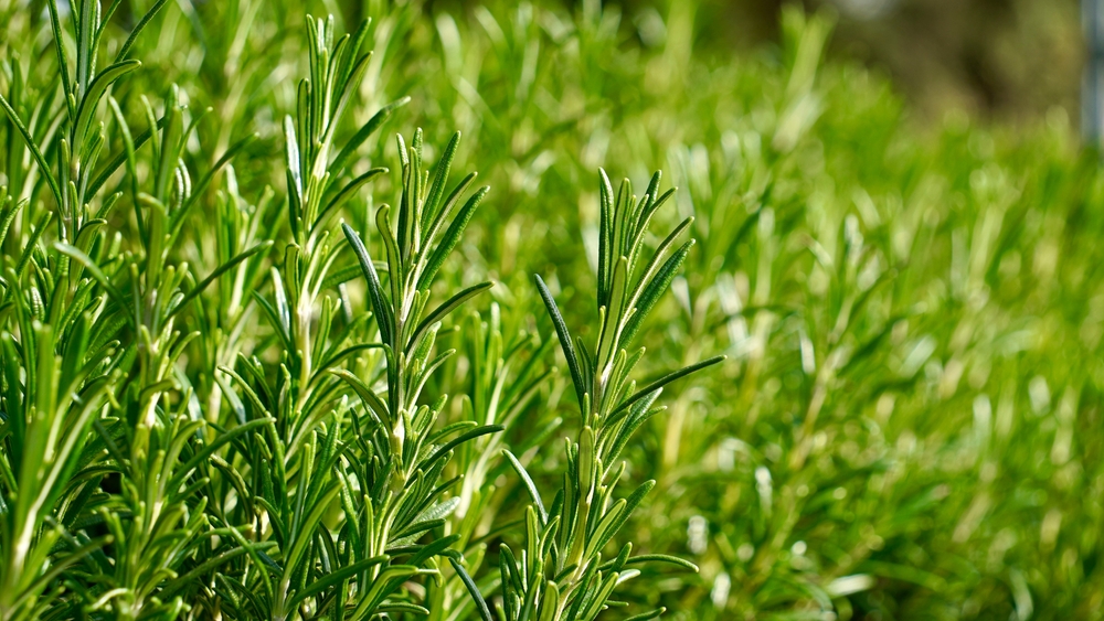 Fresh Rosemary Herb grow outdoor. Rosemary leaves Close-up.