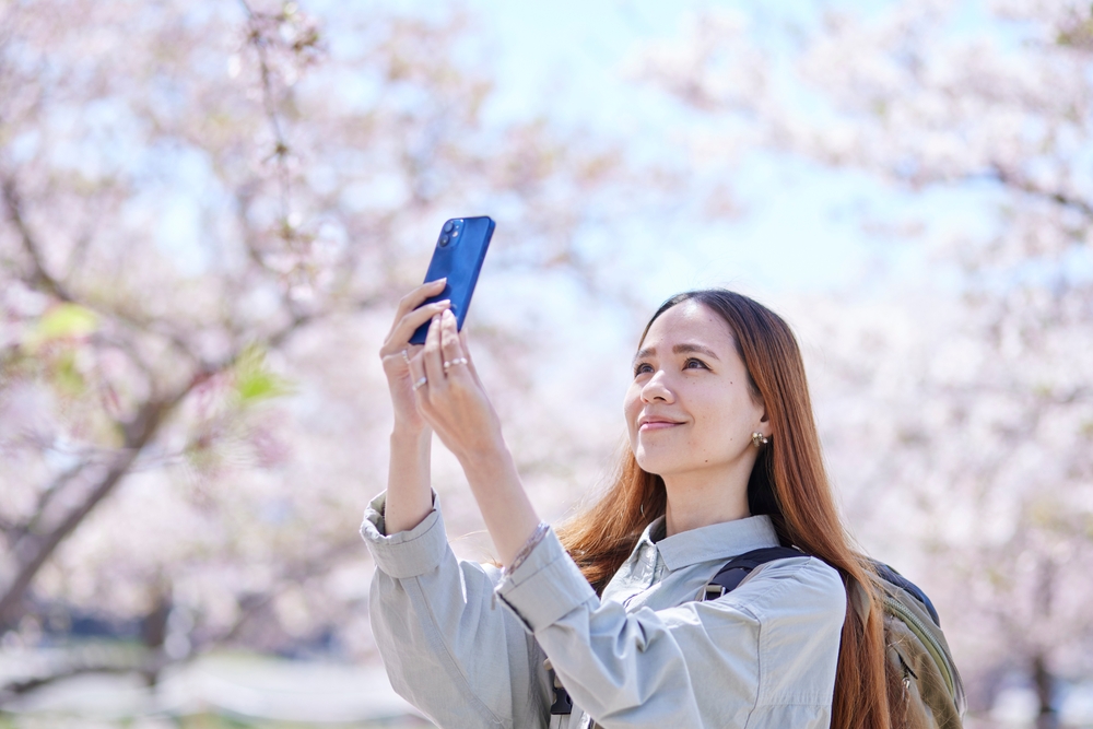 Foreign tourists taking photos of spring cherry blossoms