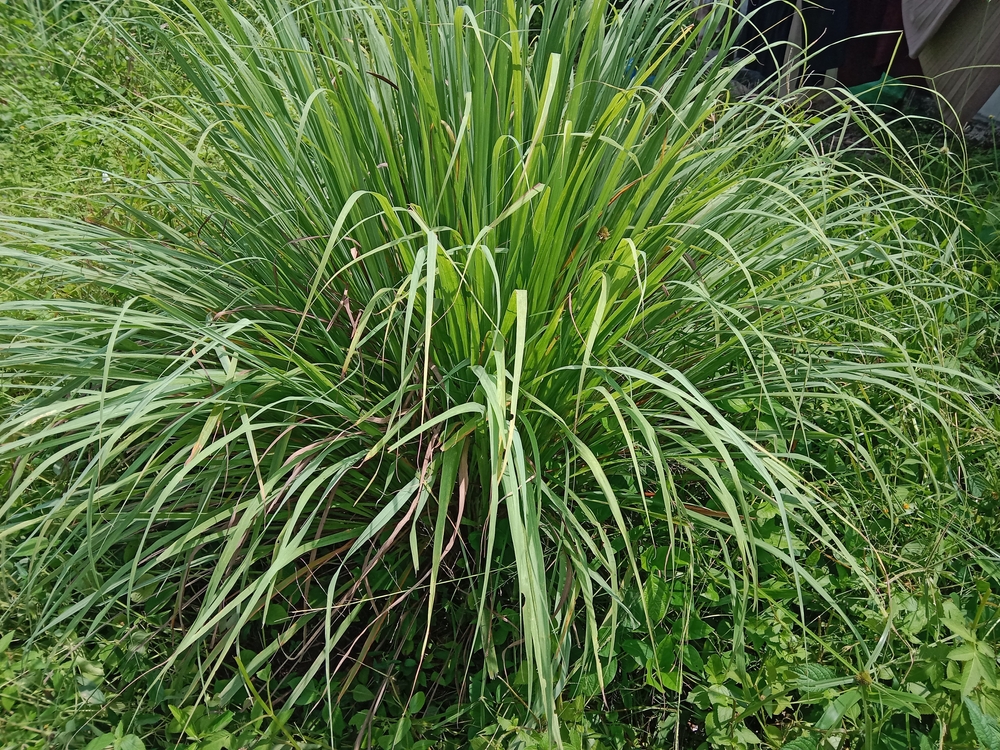 Citronella grass behind the house