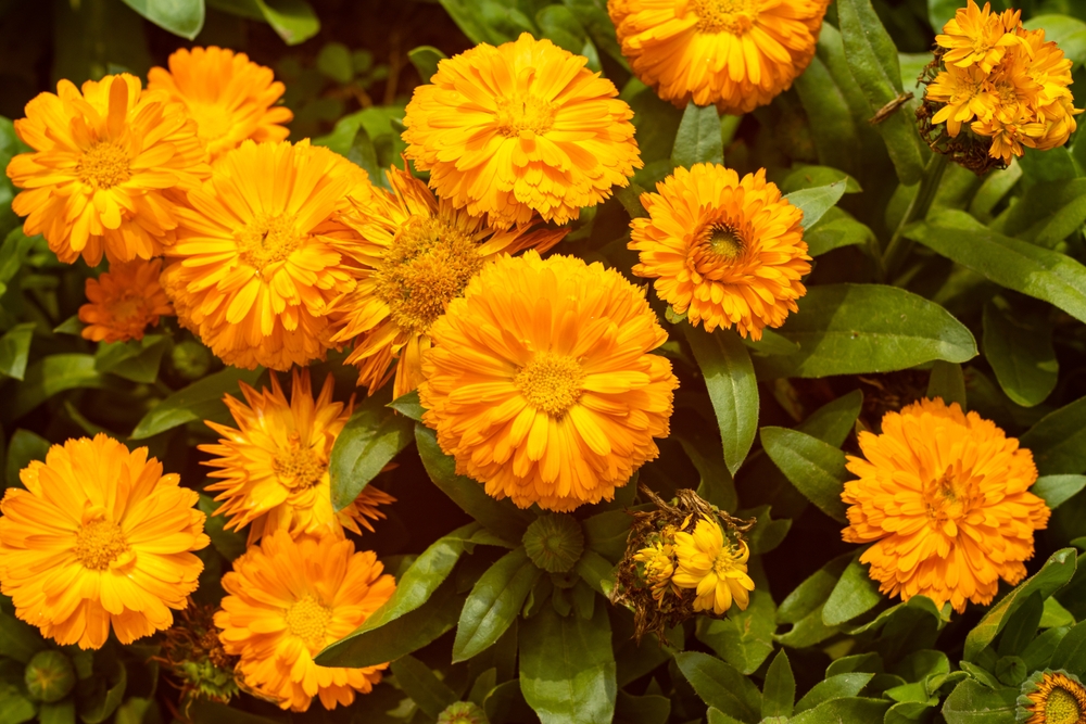 Marigold, Calendula, is the most common flower in Asia. Marigolds are tiny florets surrounded by many layers of delicate, ruffled petals and a thick hollow stem with fernlike leaves