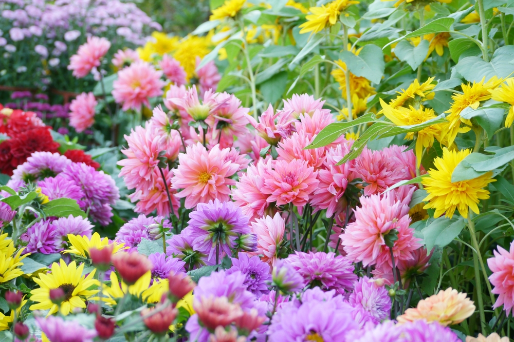 Beautiful yellow chrysanthemums, pink chrysanthemums, purple chrysanthemums in the garden. Spring or autumn scenery.