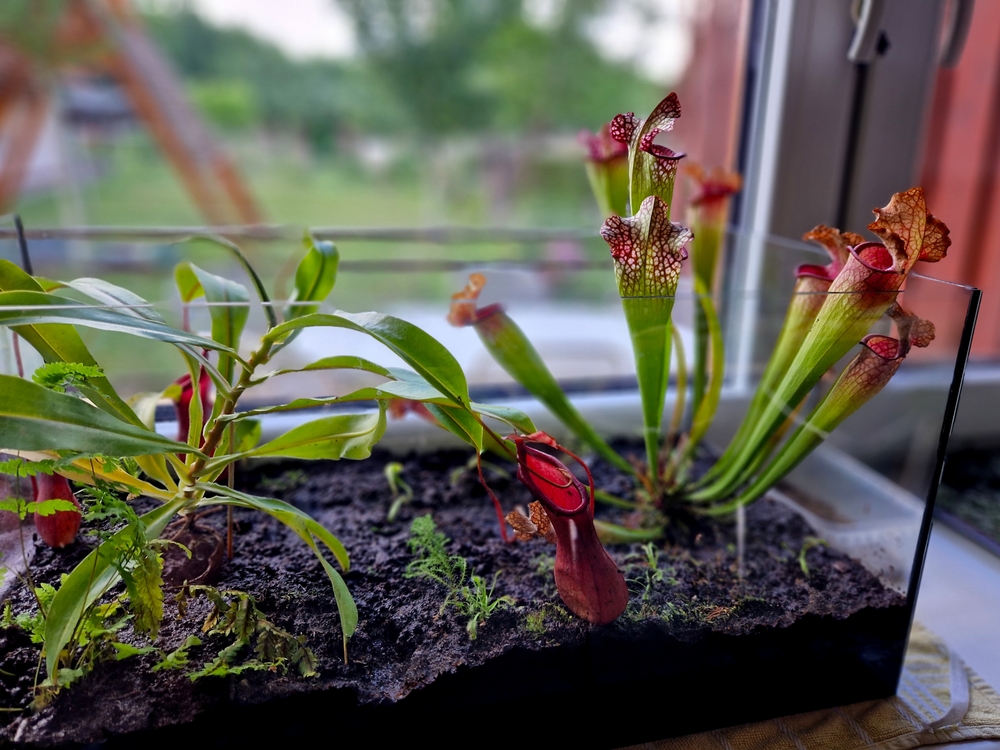trap insects using pitchers with nectar and slippery footing around the lip