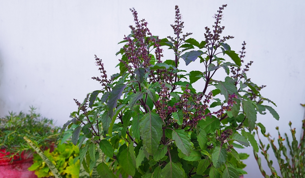 Tulsi or Holy basil tree in garden outdoor on sunny day black background. Tulsi is used in ayurvedic medicine. Hoy basil plant - Tulsi plant Ocimum tenuiflorum Ayurvedic Plant.