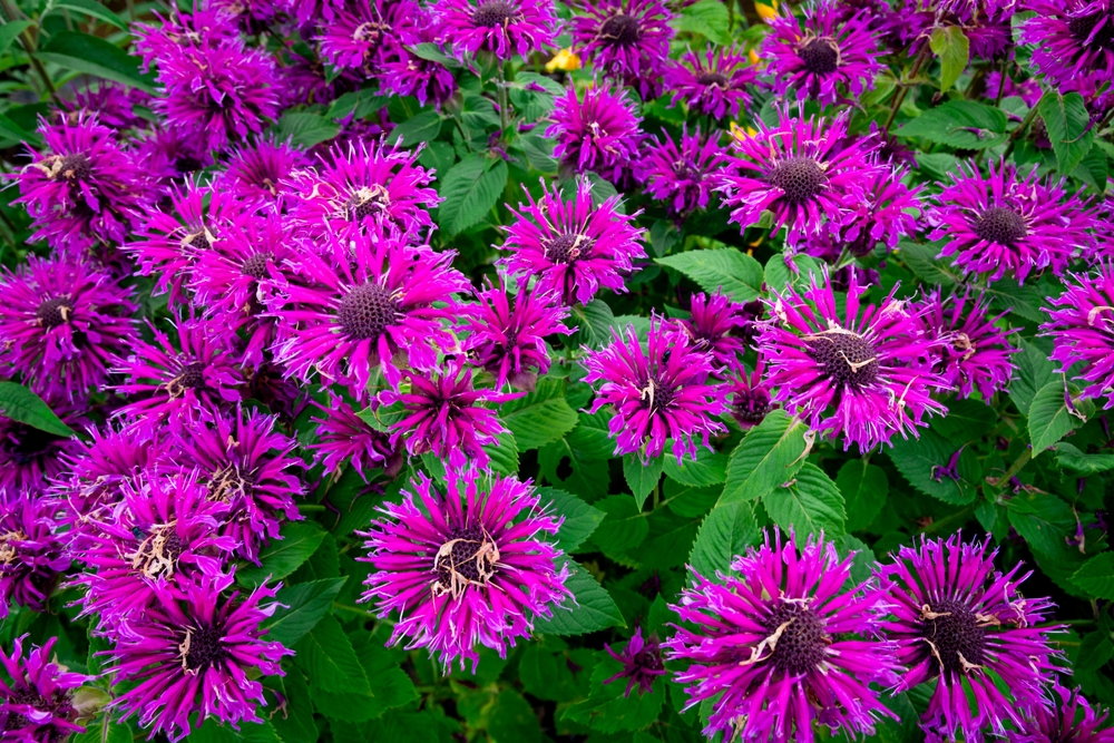 Pink flowers of Eastern Bee balm Monarda hybrida in a garden setting, creating a vibrant and lively background perfect for wallpaper. Delicate petals and lush greenery evoke a sense of summer's natura