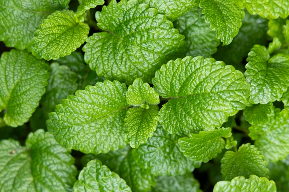 Peppermint leaf texture close up, pattern of green mint leaves, top view. Freshness organic background.