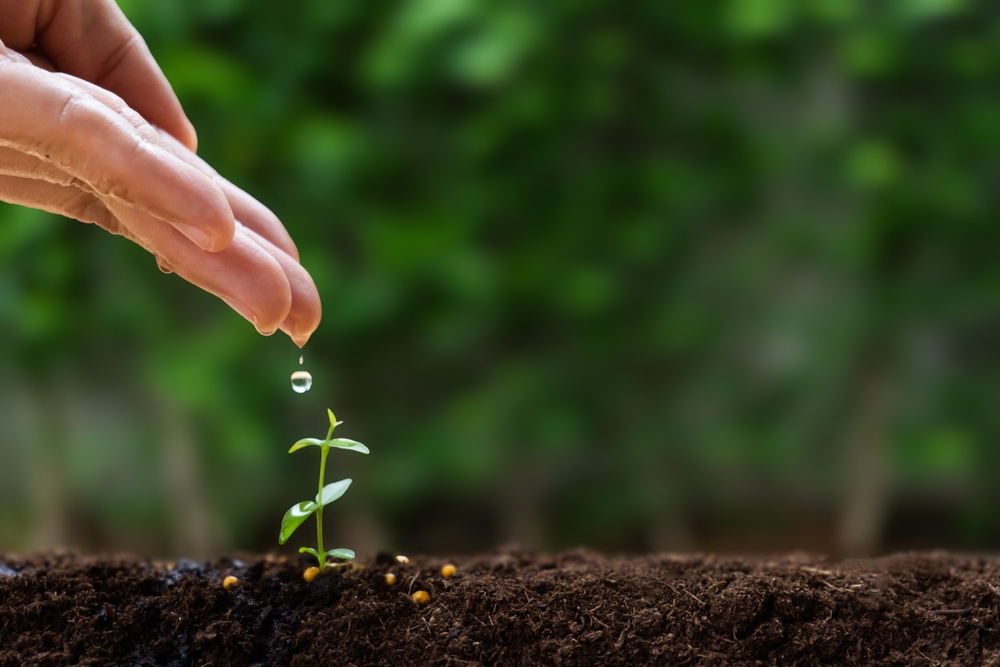 seed and planting concept with Male hand watering young tree on ground over green background. He plants trees for the future. To reduce global warming.