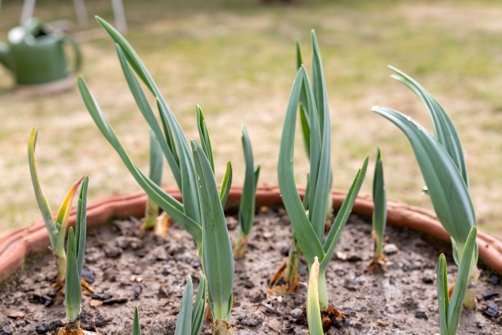 Garlic plants growing in pot closeup view