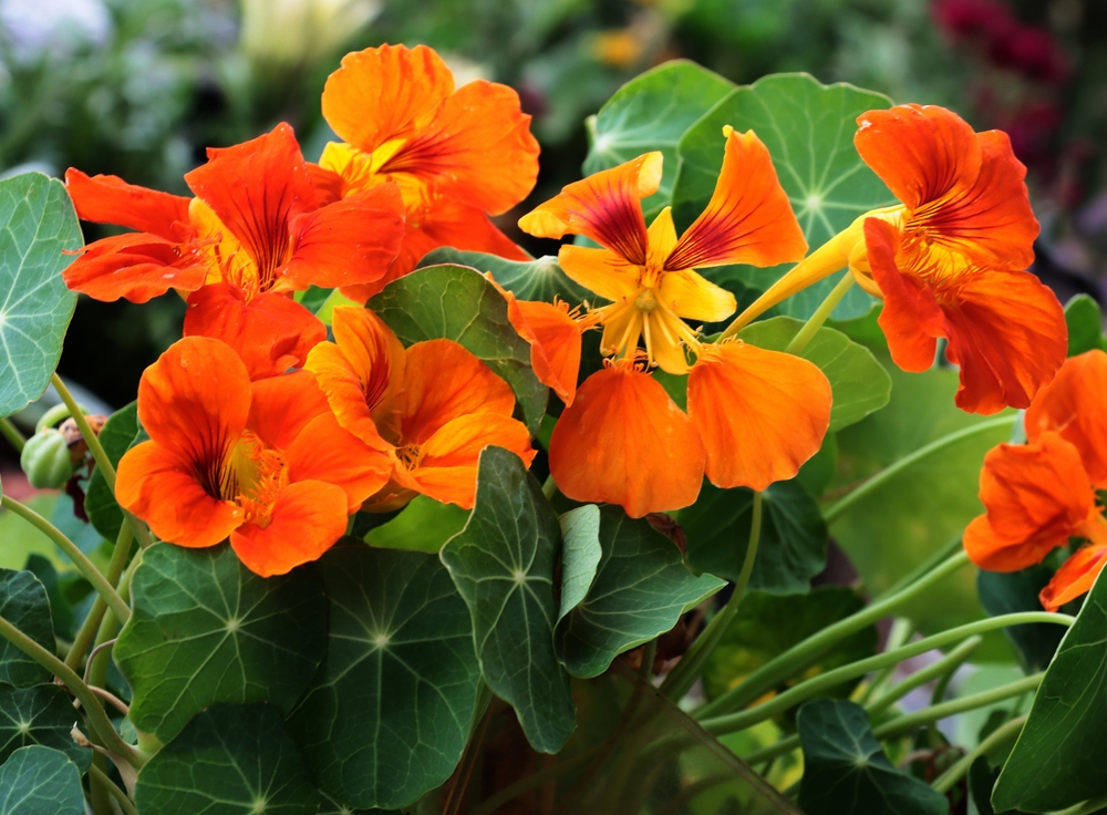 pretty orange flowers of nasturtium plant close up