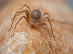 Are Brown Recluse Bites Really That Dangerous?