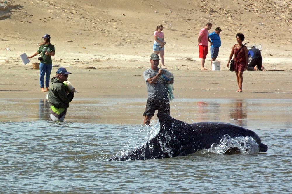 Tramandaí, Rio Grande do Sul, Brazil - 27th Jan, 2017: Cooperative fishing between humans and dolphins