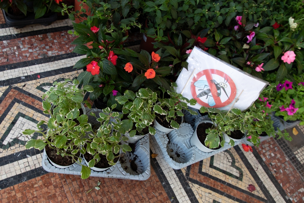 Mosquito repellent plants for sale use as a natural mosquito repellent 