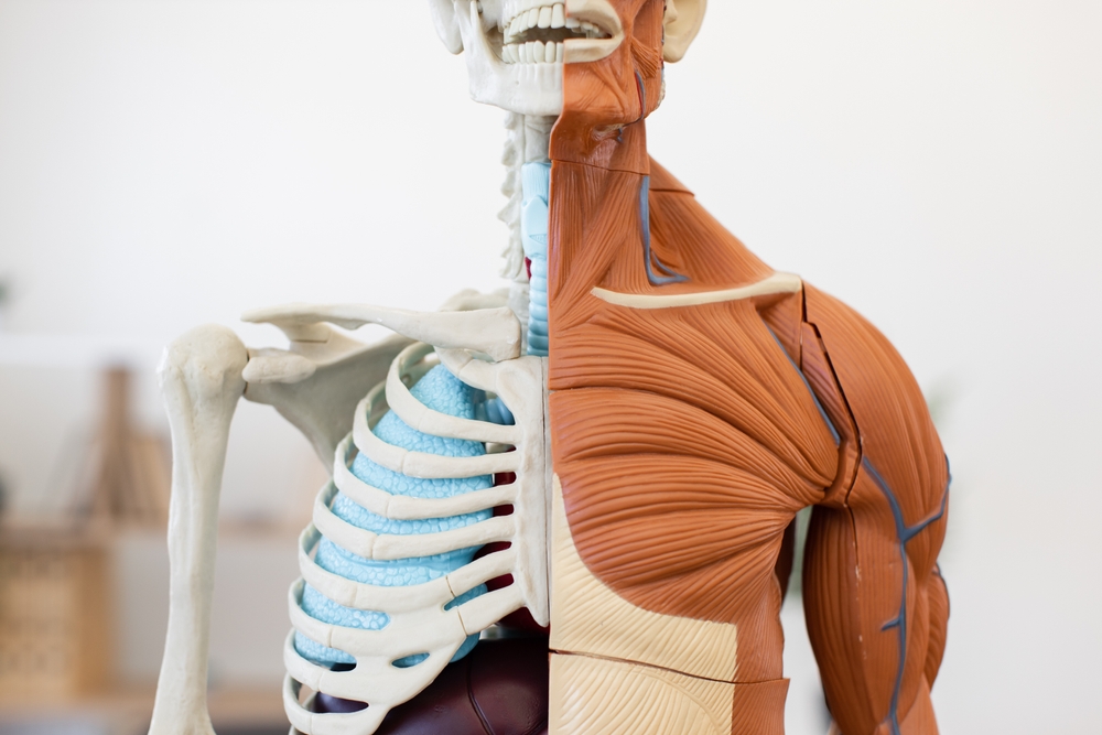 Medical anatomy model displaying half skeletal and half muscular structures. Useful for education and healthcare professional training. Detailed illustration of human body components.