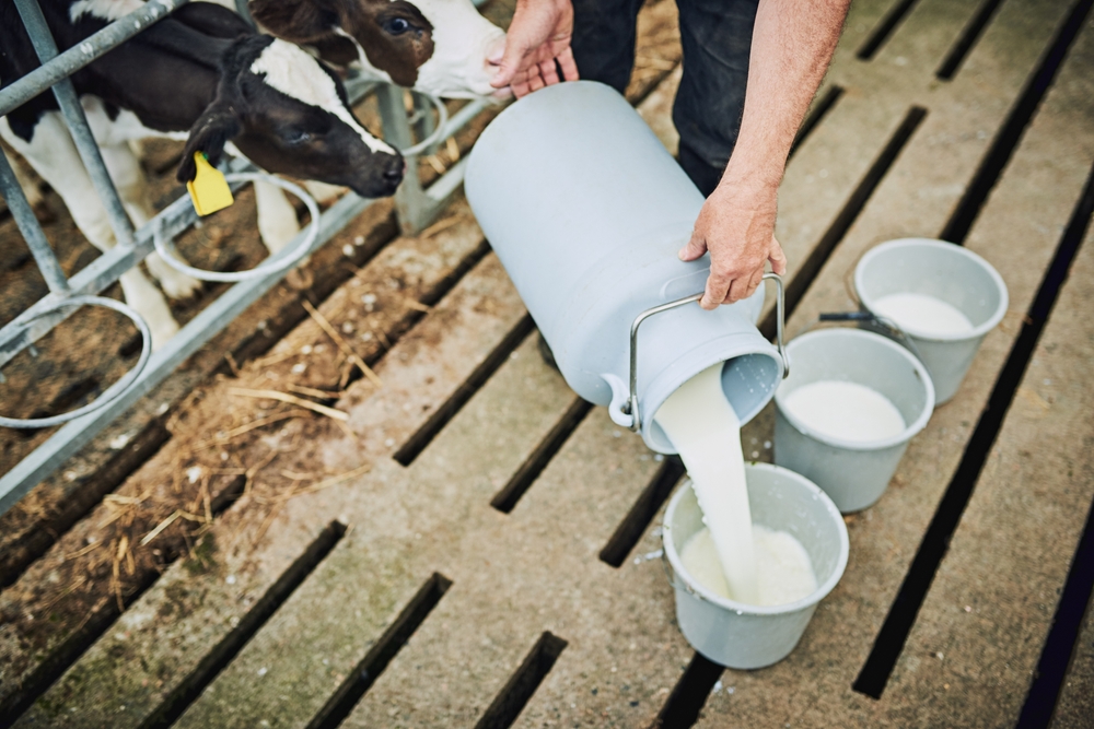 Farm, cows and person with milk in bucket for process, food production or feeding animals in barn. Sustainability, farmer and cream in container for dairy, small business and nutrition for young calf
