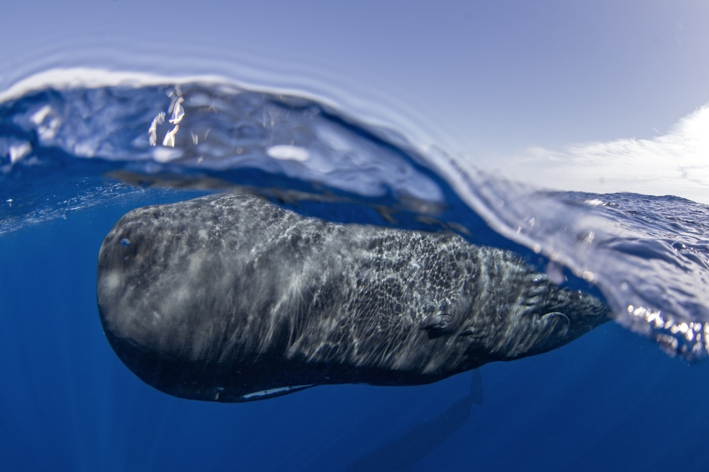 Sperm whale near the surface. The biggest toothed predator.