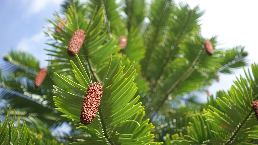 Wollemi pine tree with Cone shape pine tree flower in wind is breezing, unique endangered species and one of the world's oldest and rarest plants
