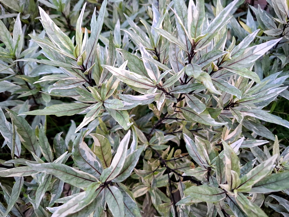 Justicia gendarussa variegata, nature photo