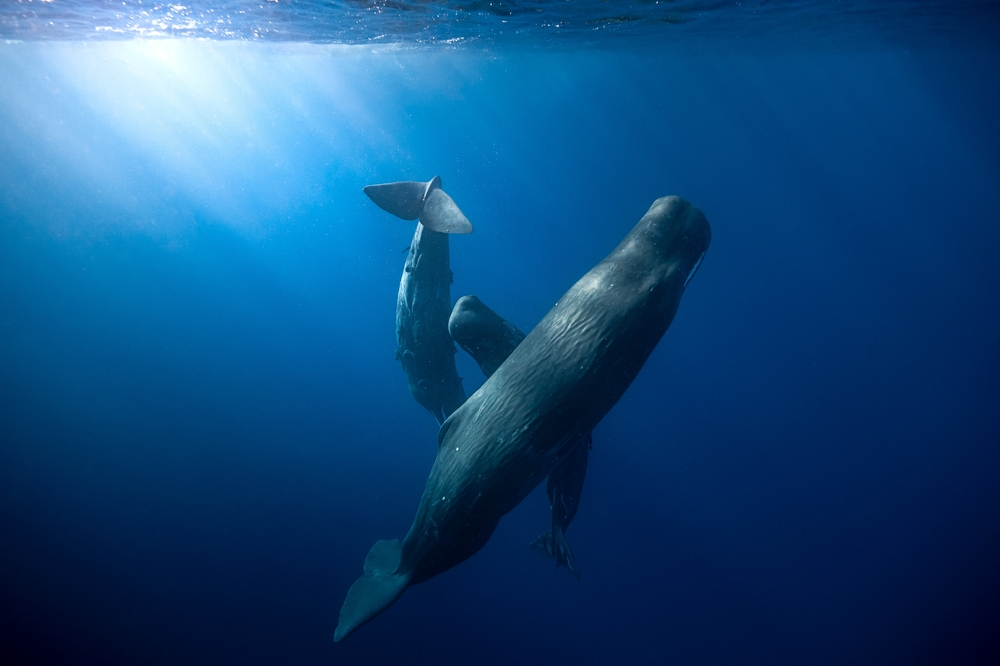 Sperm Whales play in clear blue water with Sun Beam - High Quality