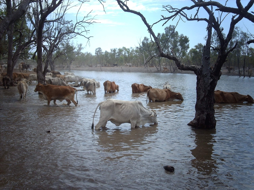 Cattle wading into shallow water to drink, creating a striking scene that resembles a flooded landscape. The image captures the resilience and adaptability of livestock in a natural setting.