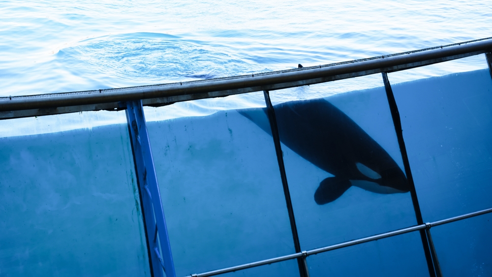 Killer Whale in Captivity at Marineland, Antibes, France